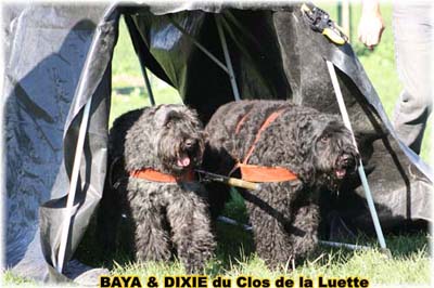 bouvier des flandres et attelage canin - Elevage du Clos de la Luette  -  Copyright depose